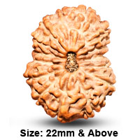 15 Mukhi Rudraksha (Indonesian Collector)